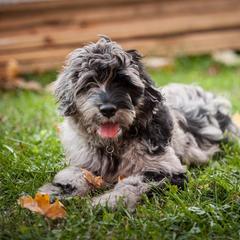 Bergamasco Sheepdog Puppies from Alp Angel Bergamascos