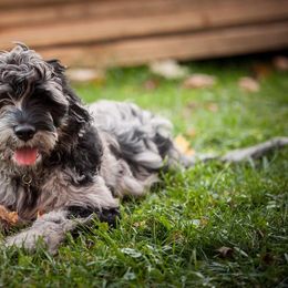Bergamasco Sheepdog Puppies from Alp Angel Bergamascos