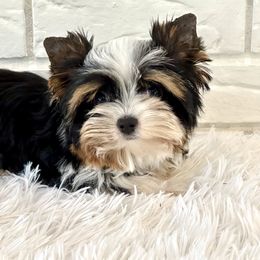 Ziva - Black tan and white female Biewer Terrier puppy in Greenwood, South Carolina from Sweet Southern Puppies