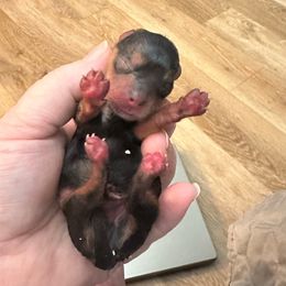 Elfie - Black and tan male Yorkshire Terrier puppy in Winder, Georgia from Empire Yorkies