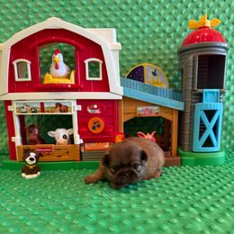 Sparrow - Red and tan male Shih Tzu puppy in Success, Missouri from Sweet Success