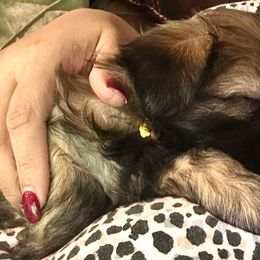 Girl 2 - Chocolate Shih Tzu puppy in Arizona from ShihTzu love