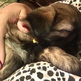 Girl 2 - Chocolate Shih Tzu puppy in Arizona from ShihTzu love