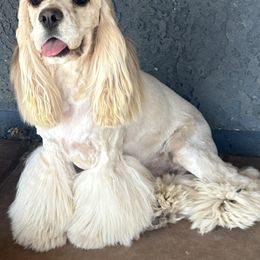 Petus - Cocker Spaniel