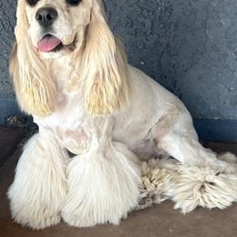 Petus - Cocker Spaniel