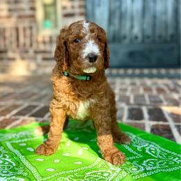 Green (Oliver) - Red  male Goldendoodle puppy in Celina, Texas from Kennedy Doodles