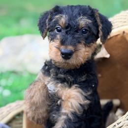 Yellow aka Lodi - Black and tan female Airedale Terrier puppy in Mooresville, North Carolina from Farm 55