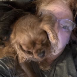 Sparrow - Cavalier King Charles Spaniel