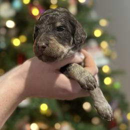 Max - Phantom male Goldendoodle puppy in Howard City, Michigan from Doodles and Chaos