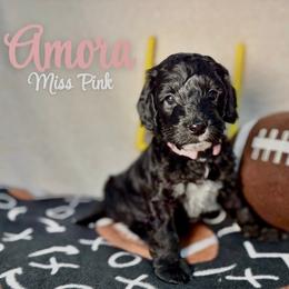 Amora - Black female Australian Labradoodle puppy in Richmond, Kentucky from Happy Time Doodles