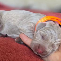 Sold - Silver gray male Weimaraner puppy in Frostproof, Florida from Waggin' Weims