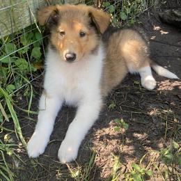 Diane - Sable and white female Collie puppy in Yulee, Florida from Three Collie Farm