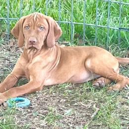 Male 1 - Red male Vizsla puppy in Covington, Louisiana from Six Hitch Farm