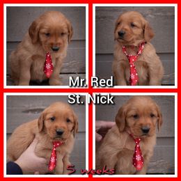 Golden Retriever Puppies from SK Golden Retrievers