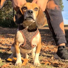 CALE - Beagle