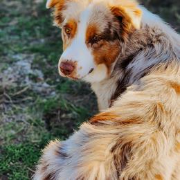 Liberty - Red merle female Australian Shepherd puppy in Georgetown, Texas from River Reign Australian Shepherds