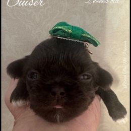 Ouiser - Liver and white female Shih Tzu puppy in Beatrice, Nebraska from I Shih Tzu Not Puppies