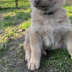 German Shepherd Puppies from Scenic City Shepherds