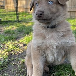 German Shepherd Puppies from Scenic City Shepherds