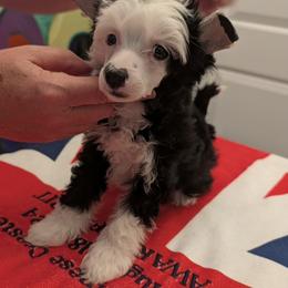 Baby Jazz - Black and white male Chinese Crested puppy in Florida from BryMar Chinese Cresteds