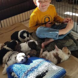 Australian Shepherd Puppies from Big Sky Aussies