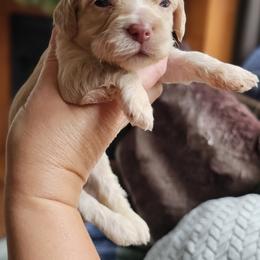 Red Female - Buff and white female Cockapoo puppy in Mocksville, North Carolina from Hunting Creek Farms
