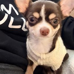 Chihuahua Puppies from Keljim's Chihuahuas
