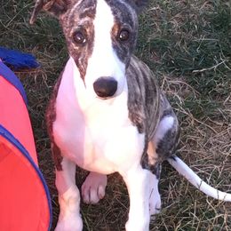 Whippet Puppies from Winstar Whippets