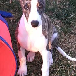 Whippet Puppies from Winstar Whippets