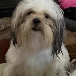 Zorro - Shih Tzu