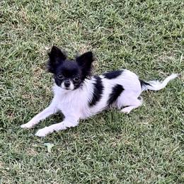 Grace - Chihuahua