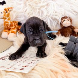 Goose - Black male Great Dane puppy in Climax, Michigan from Beaver Creek Danes