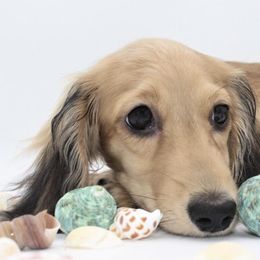 Dachshund Puppies from Leroux Creek Cream Dachshunds
