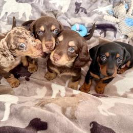 Dachshund puppies from Silver Sage Dachshunds