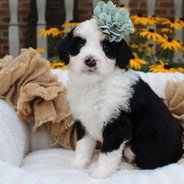 Libby - Tri-color female Bernedoodle puppy in Perrysville, Ohio from Pleasant Valley Bernedoodles