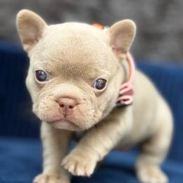 Cookie - Liver female French Bulldog puppy in Hemet, California from Bowman Pups