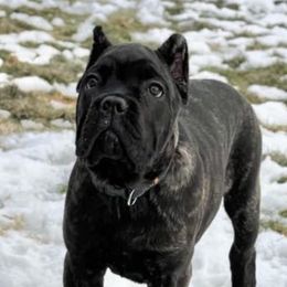 YELLOW COLLAR Girl 2 - Black brindle Cane Corso puppy in Mercer, Pennsylvania from Midnight Cane Corso USA