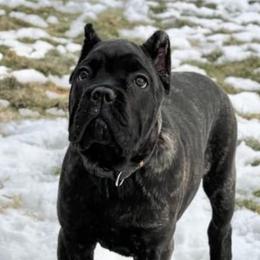 YELLOW COLLAR Girl 2 - Black brindle Cane Corso puppy in Mercer, Pennsylvania from Midnight Cane Corso USA
