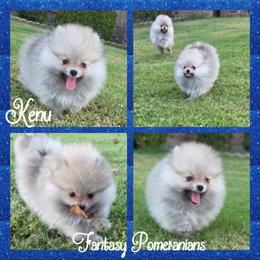 Kenu - Cream sable male Pomeranian puppy in Anna, Texas from Fantasy Pomeranians & Fantasy Aussies