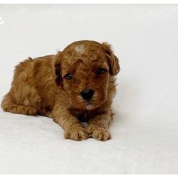 Blaze - Brown male Cavapoo puppy in Mission, Texas from Sharyland Pets