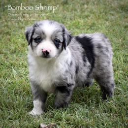 Bamboo Shrimp - Blue merle male Miniature Australian Shepherd puppy in Evant, Texas from Lazy VT Bar Ranch