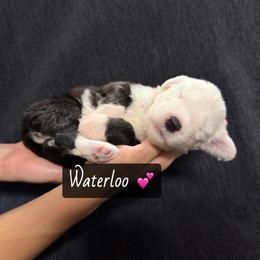Waterloo - Gray and white female Old English Sheepdog puppy in Bristol, Indiana from Ridgeruns OES