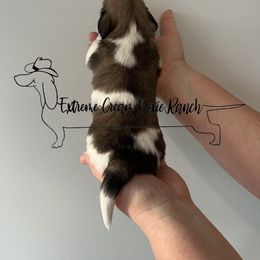 Dachshund Puppies from Extreme Cream Doxie Ranch