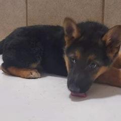 German Shepherds from Mgc Kennels