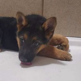 German Shepherds from Mgc Kennels