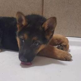 German Shepherds from Mgc Kennels