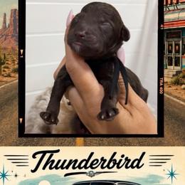 Thunderbird - Chocolate male Goldendoodle puppy in Garland, Texas from Twilight Doodles