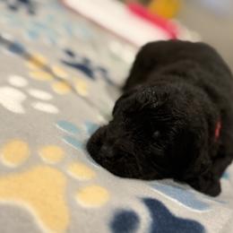 Goldendoodle and Poodle Puppies from Southern Stroll Poodles & Doodles