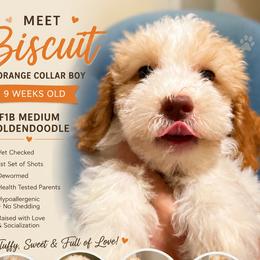 1200.00 Biscuit: Orange Collar - Parti male Goldendoodle puppy in Raceland, Louisiana from Cajun Doodles