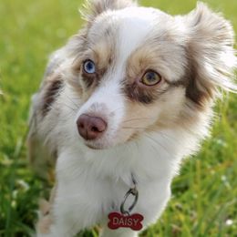 Toy Australian Shepherds from Piney Pastures Pups